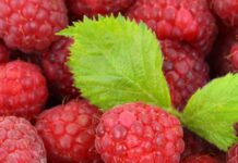 Hallonbladste som gravid – Funkar det? Är det farligt? hallonbladste