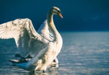 Vilken är världens största fågel? Ett enkelt svar, oavsett hur man mäter! världens största fågel